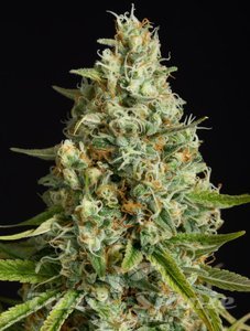 Amnesia Lemon - SILENT SEEDS - 1