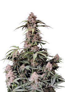 Amnesia Zkittlez Auto - FASTBUDS - 1