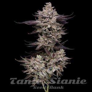 Animorph Mints - COMPOUND GENETICS - 1