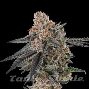 Apples & Bananas S1 - ELEV8 SEEDS - 1