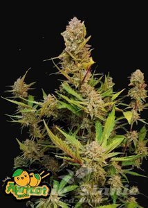 Apricot Auto - FASTBUDS - 2