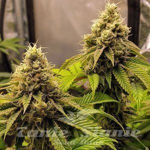 Banana Cake - INHOUSE GENETICS - 2