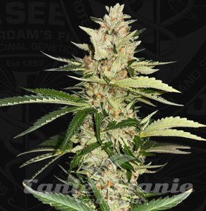 Banana Candy Krush - T.H. SEEDS - 2