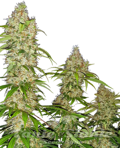 Banana Kush Cake - SENSI SEEDS - 1