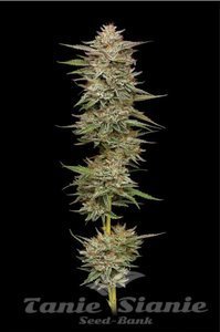 Banana OG Auto - HUMBOLDT SEED COMPANY - 1
