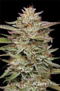 Banana OG - HUMBOLDT SEED COMPANY - 2