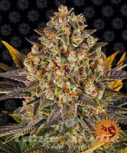 Banana Punch - BARNEY'S FARM - 1