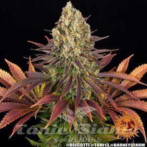 Biscotti - BARNEY'S FARM - 5
