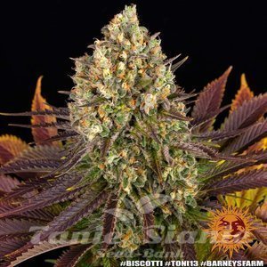 Biscotti - BARNEY'S FARM - 8