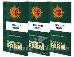 Biscotti Mintz - BARNEY'S FARM - 11