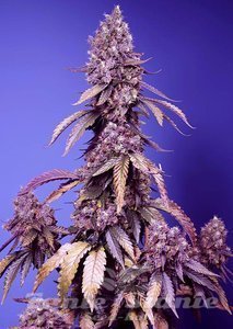 Black Muffin F1 Fast Version - SWEET SEEDS - 1