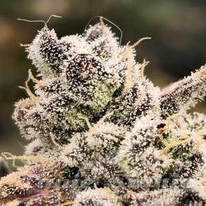 Blackberry Moonrocks - 1