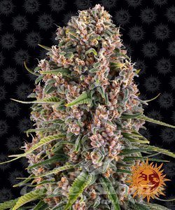 Blue Cheese - BARNEY’S FARM - 7