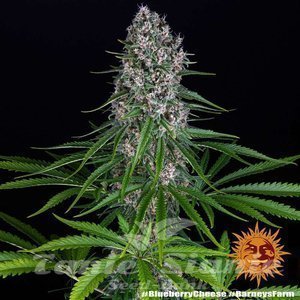 Blue Cheese - BARNEY’S FARM - 4
