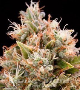 Blue Dream Auto - 1
