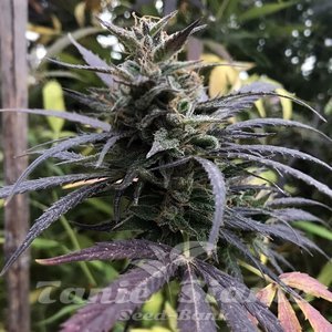 Blue Dream Fast Version - 1