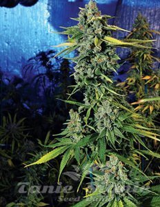 Blue Dream Haze - THE CALI CONNECTION - 3
