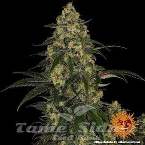 Blue Gelato 41 - BARNEY'S FARM - 4
