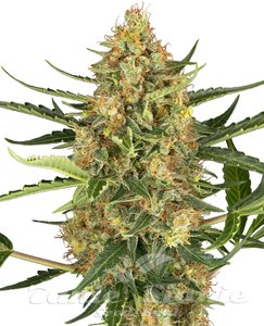 Blueberry Bubblegum Auto - SENSI SEEDS - 1