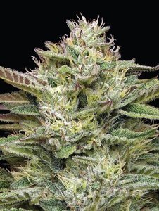 Blueberry Cupcake - HUMBOLDT SEED COMPANY - 2