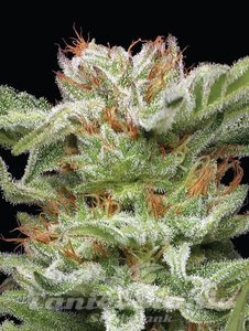 Blueberry Muffin - HUMBOLDT SEED COMPANY - 2