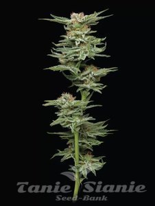 Blueberry Muffin - HUMBOLDT SEED COMPANY - 1