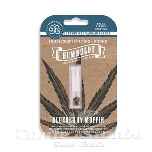 Blueberry Muffin - HUMBOLDT SEED COMPANY - 6