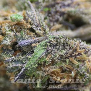 Blueberry Muffins CBD - 2