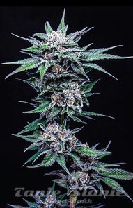 Blueberry Pancakes - HUMBOLDT SEEDS COMPANY - 2