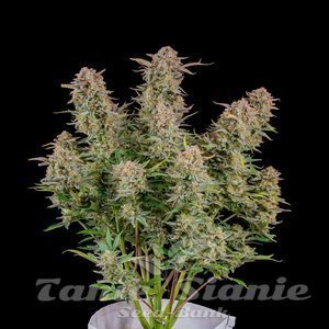 Bruce Banner Auto - FASTBUDS - 2