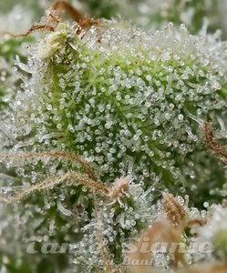 Bruce Banner - BARNEY'S FARM - 2