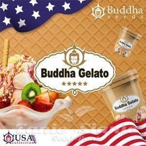 Buddha Gelato - BUDDHA SEEDS - 2