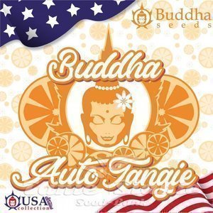 Buddha Tangie Auto - BUDDHA SEEDS - 2