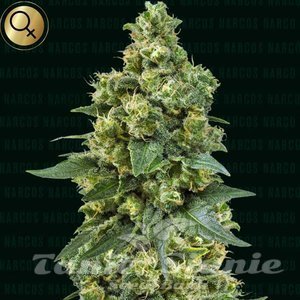 Cali Critical Power - NARCOS SEEDS - 1