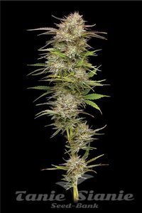 California Haze - HUMBOLDT SEED COMPANY - 1