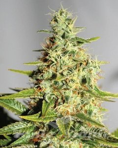 CBD Himalaya Gold (ODMIANA MEDYCZNA) - 1