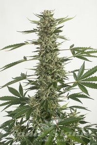 CBD White Widow (Odmiana Medyczna) - 1