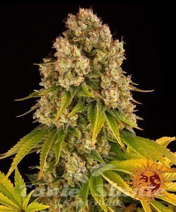 Cheese Auto - BARNEY'S FARM - 1
