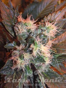 Chem Valley Kush - THE CALI CONNECTION - 1