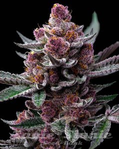 Cherry Poppers - BARNEY'S FARM - 2