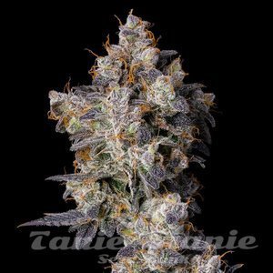 Cherry Zelato - COOKIES SEEDS - 1