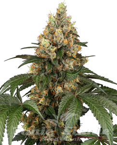 Chocolate Rainbow XXL - SENSI SEEDS - 1