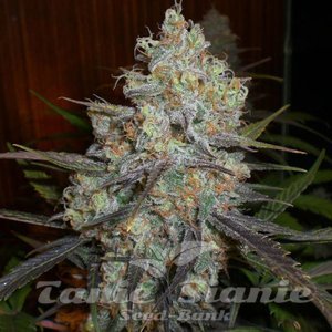 Chocolope Auto - 1