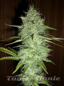 Chronic Auto - 1