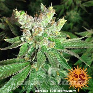Cookies Kush - BARNEY’S FARM - 4