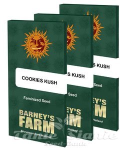 Cookies Kush - BARNEY’S FARM - 7