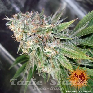 Cookies Kush - BARNEY’S FARM - 3