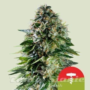 Corkscrew Auto - ROYAL QUEEN SEEDS X TYSON 2.0 - 1