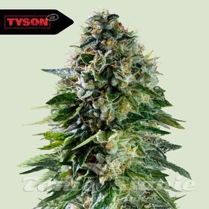Corkscrew Auto - ROYAL QUEEN SEEDS X TYSON 2.0 - 1