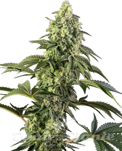 Cosmic Kiss - SENSI SEEDS - 1